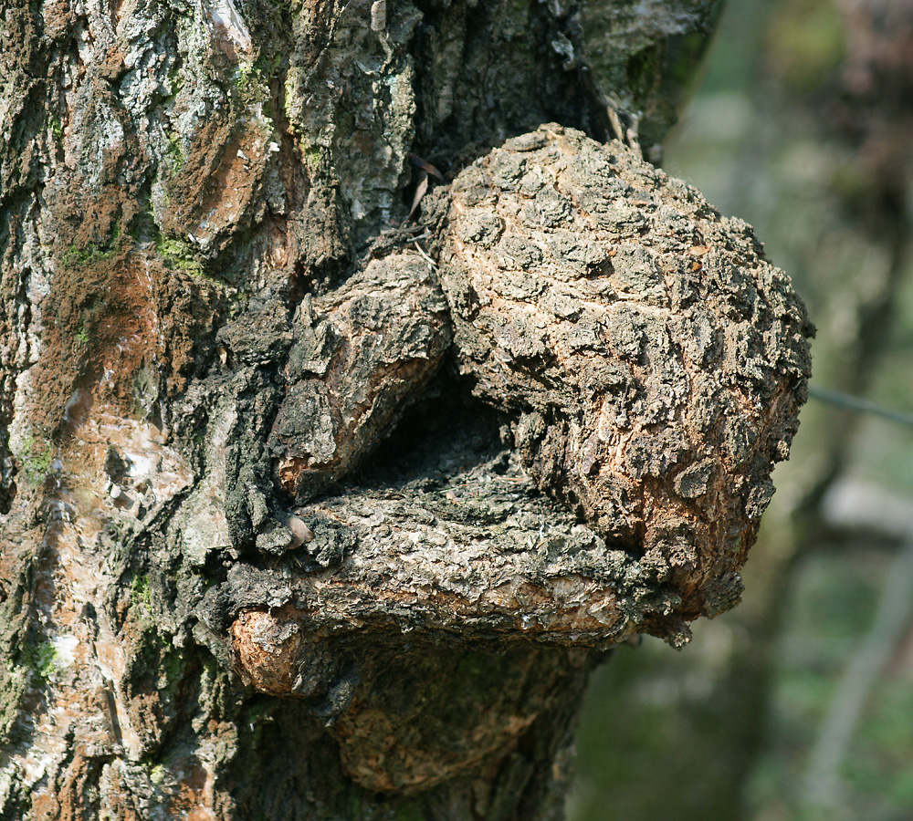 Изображение особи род Betula.