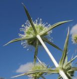 Eryngium campestre