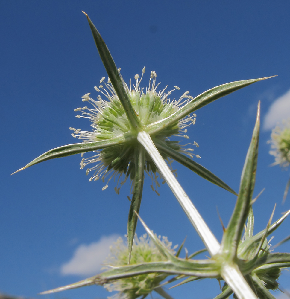 Изображение особи Eryngium campestre.