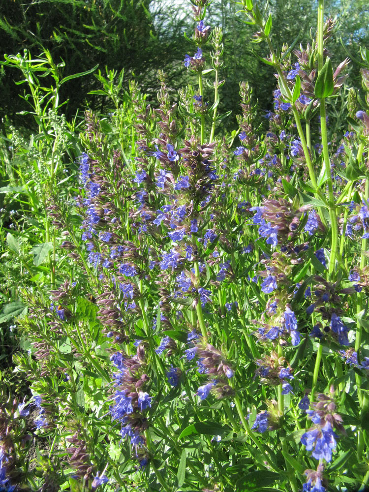 Image of Hyssopus officinalis specimen.