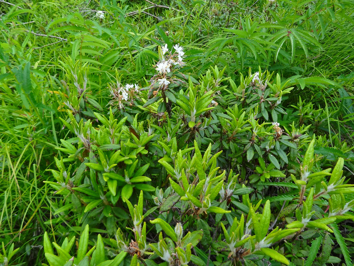 Image of genus Ledum specimen.