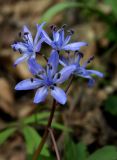 Scilla bifolia. Соцветие. Украина, Киев, заказник \"Лесники\", ясенёво-дубовый лес. 30 марта 2008 г.