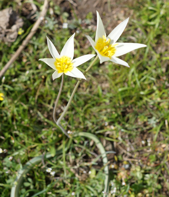 Image of Tulipa binutans specimen.