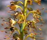 Eremurus fuscus. Часть соцветия с гусеницей. Кыргызстан, Нарынская обл., правый берег долины р. Нарын, ~ 2300м н. у. м., р-н слияния Нарына и М. Нарына. 07.06.2015.