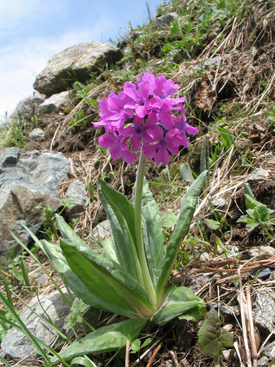 Изображение особи Primula turkestanica.