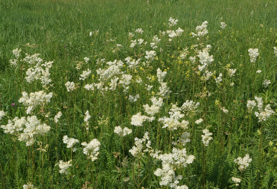 Изображение особи Filipendula vulgaris.