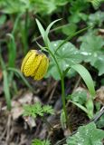 Fritillaria ophioglossifolia. Цветущее растение. Карачаево-Черкесия, окр. пос. Архыз, хребет Абишира-Ахуба, субальпийский луг у верхней границы леса (выс. около 1700 м н.у.м.). 15.06.2015.