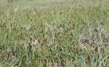 Carex duriuscula. Мелкоосочковая степь с цветущими растениями. Хакасия, окр. с. Аршаново, плакор. 24.05.2015.