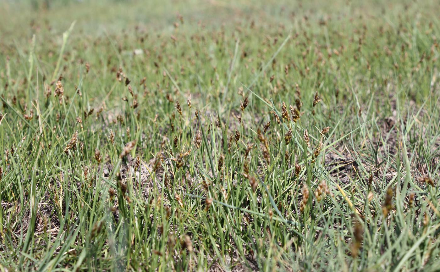 Изображение особи Carex duriuscula.