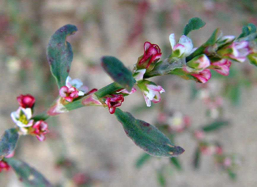 Изображение особи Polygonum aviculare.