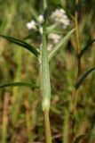 Achillea ptarmica. Лист (нижняя сторона). Новгородская обл., Боровичский р-н, ок. 1 км восточнее дер. Селино, луг. 25.07.2015.