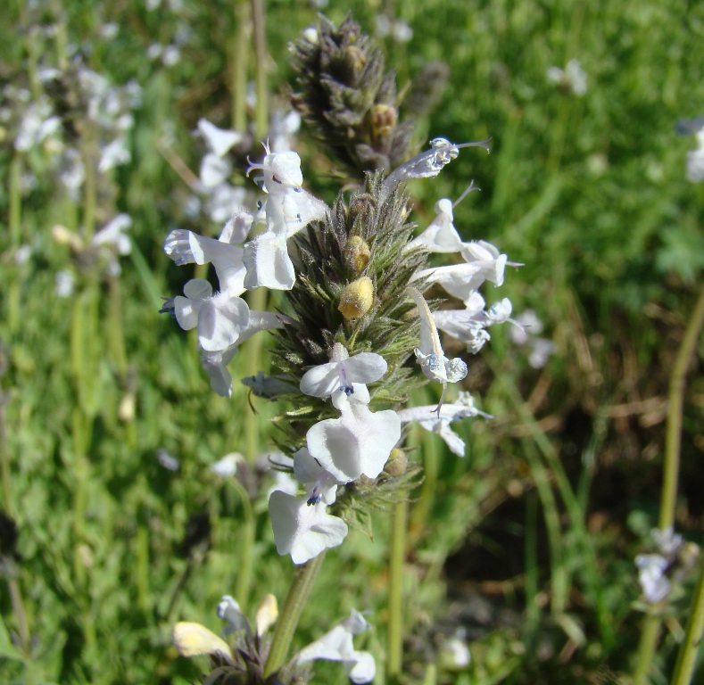 Image of Nepeta mariae specimen.