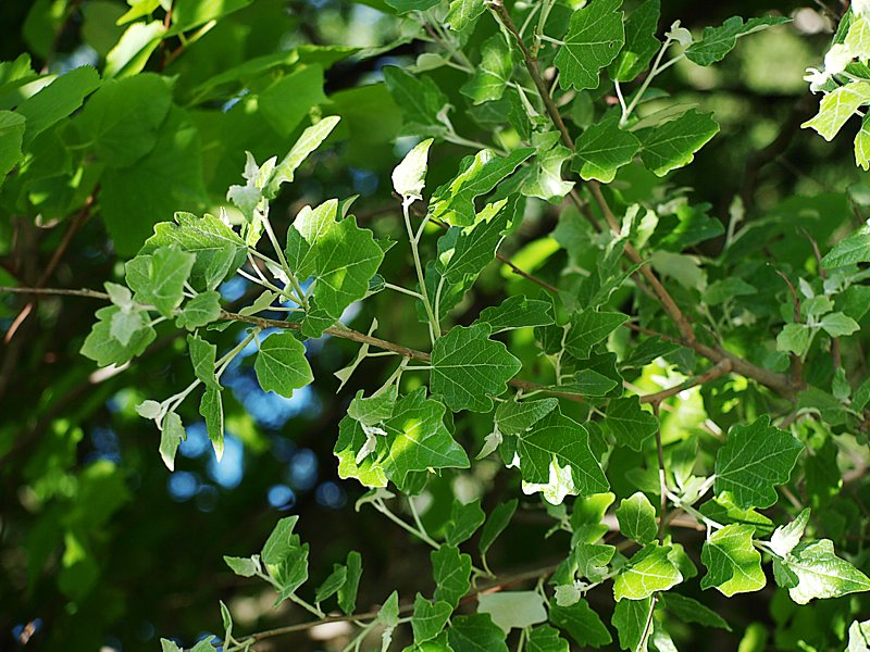 Image of Populus alba specimen.