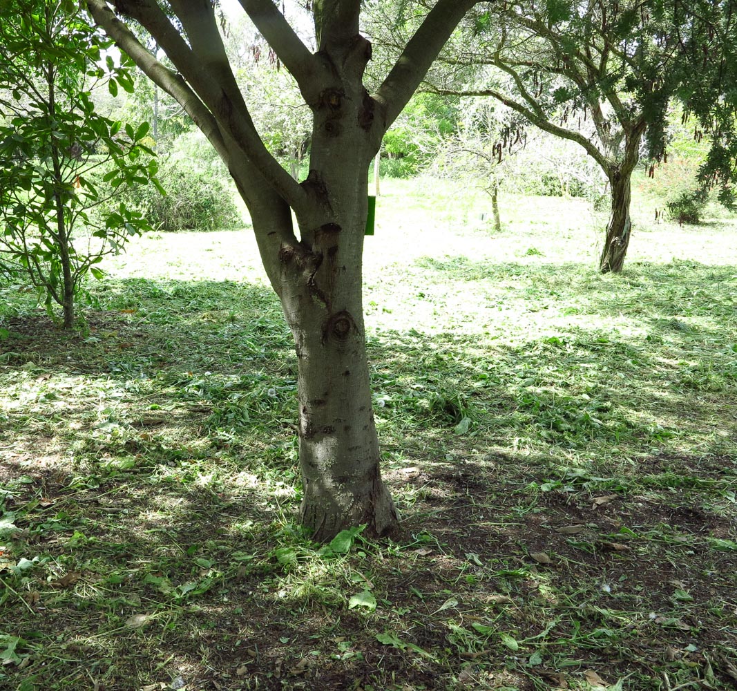 Image of Acacia baileyana specimen.