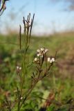 Cardamine hirsuta