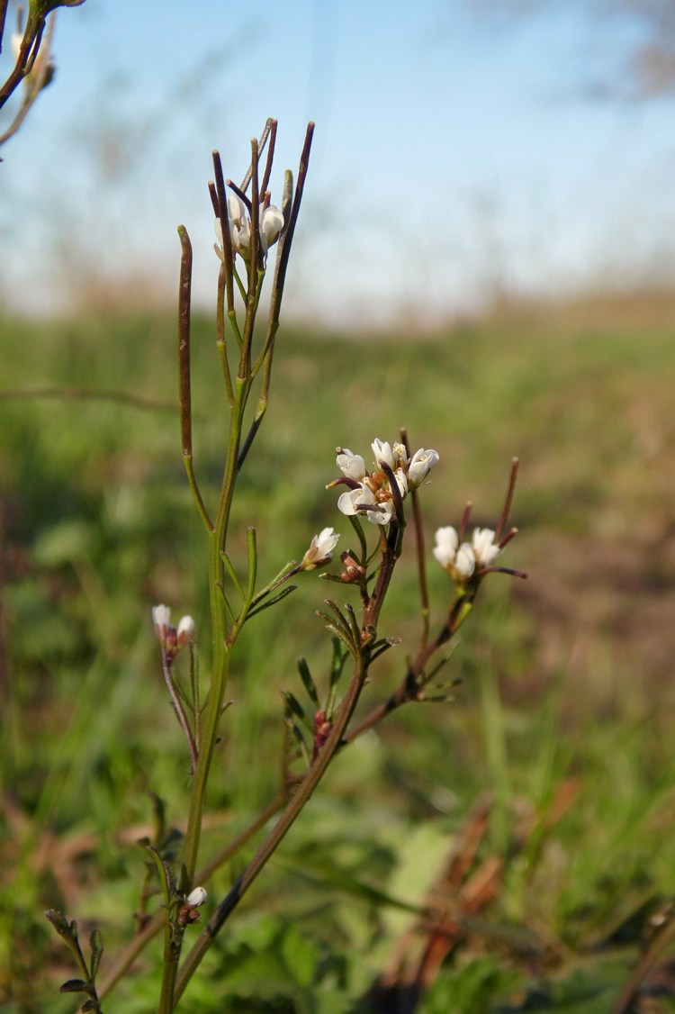 Изображение особи Cardamine hirsuta.