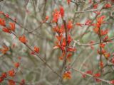 Punica granatum. Верхушки побегов с распускающимися листьями. Краснодарский край, г. Сочи, Центральный р-н, в культуре. 27.03.2016.