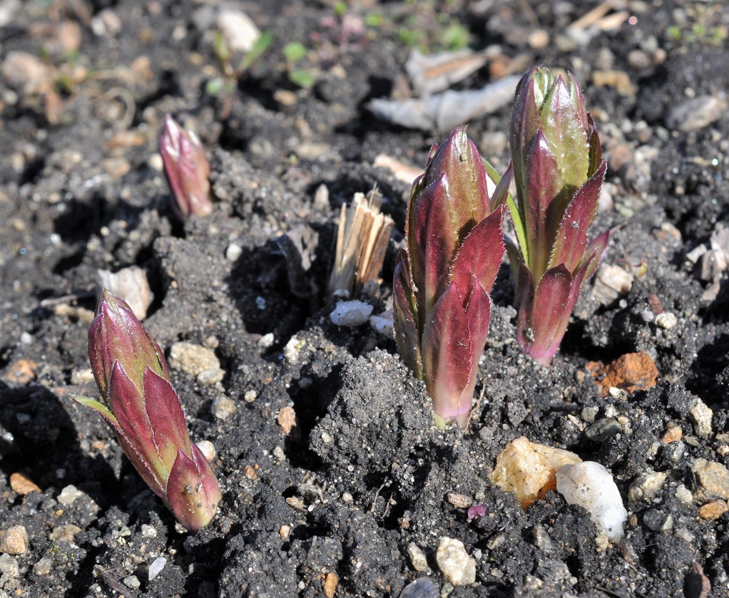 Изображение особи род Veronicastrum.