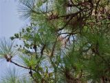 Pinus roxburghii. Часть кроны. Абхазия, Сухумский ботанический сад. 19.08.2015.