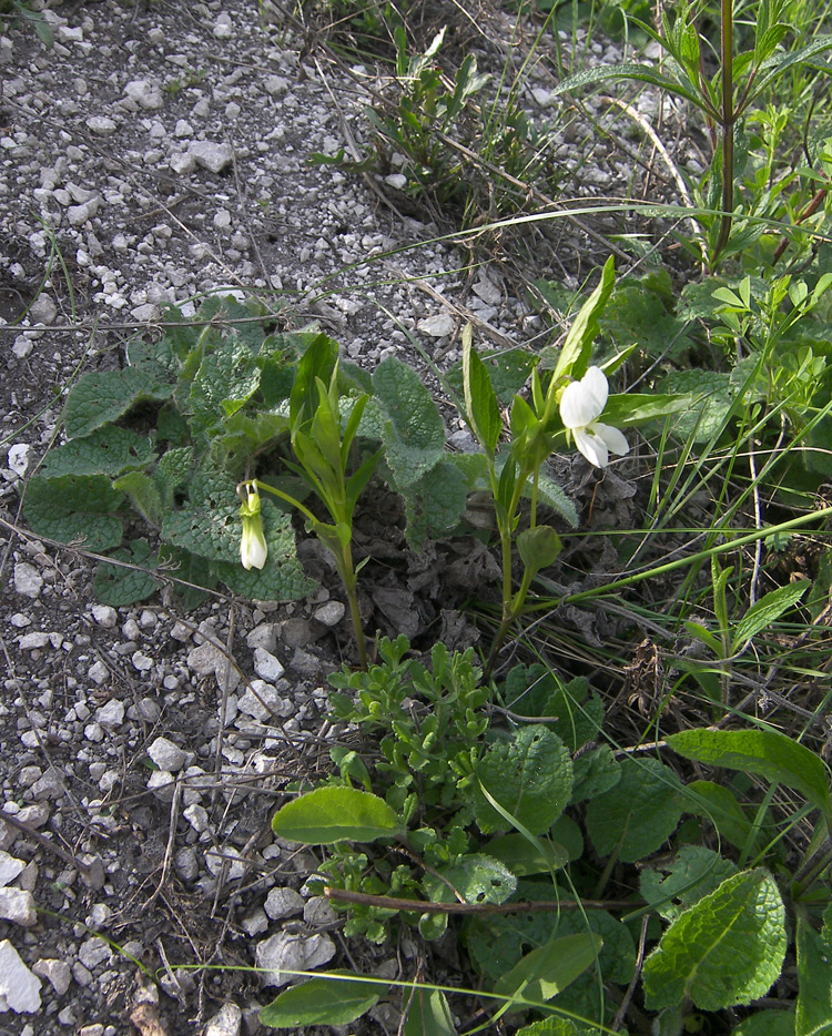 Image of Viola accrescens specimen.