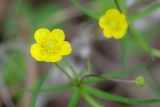 Ranunculus auricomus. Цветки. Татарстан, Нижнекамский р-н, окр. дер. Благодатная, лесостепной участок с чередованием степи и перелесков с преобладанием дуба. Среди древостоя. 14 мая 2016 г.