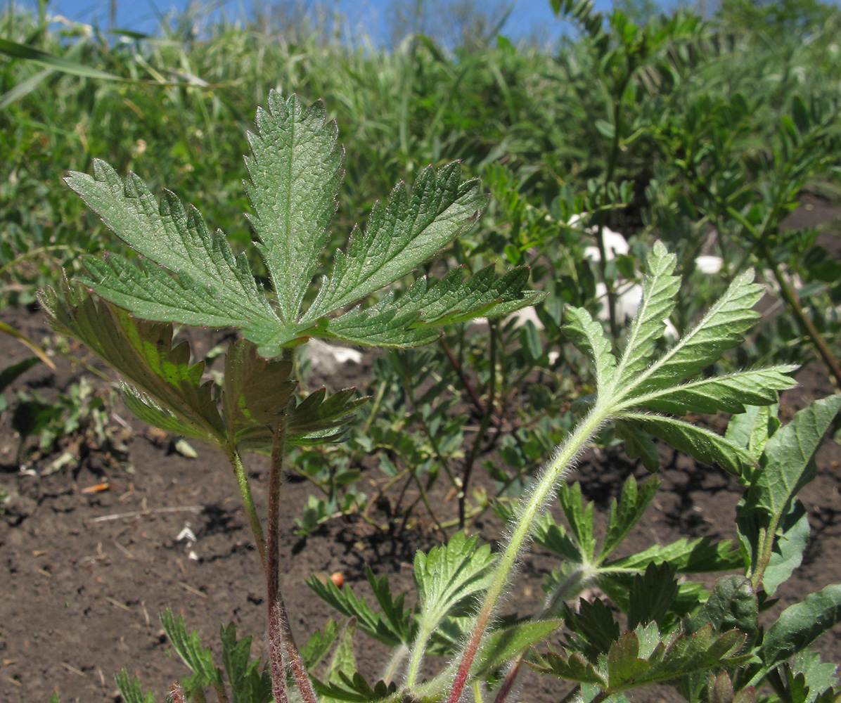 Image of Potentilla caucasica specimen.