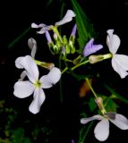 Hesperis matronalis