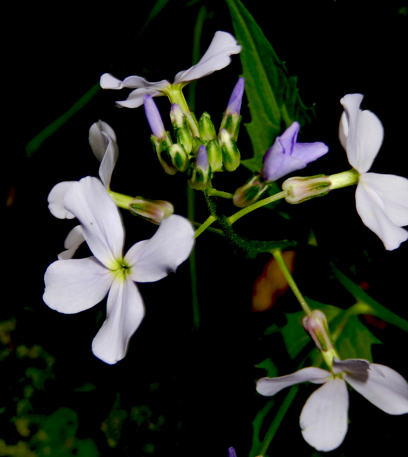 Image of Hesperis matronalis specimen.