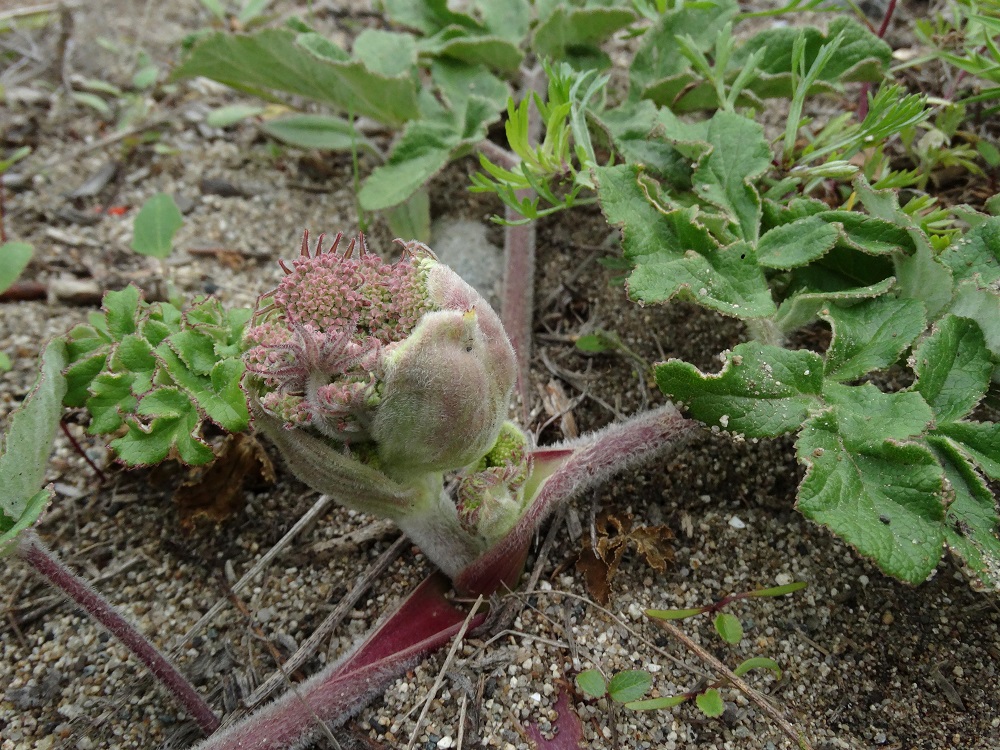 Image of Glehnia litoralis specimen.