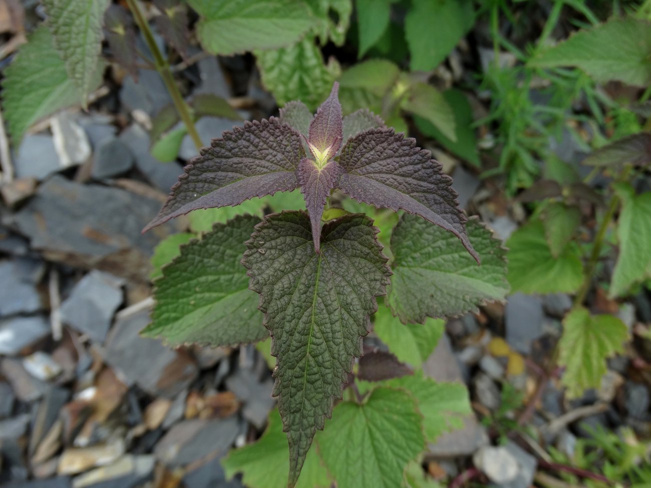 Image of Lamium album specimen.