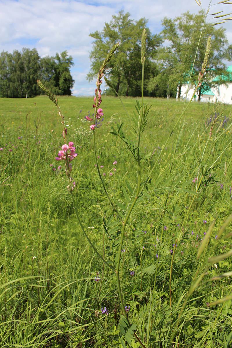 Image of Onobrychis viciifolia specimen.