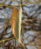 Salix fragilis variety sphaerica. Побег с листьями в осенней окраске. Санкт-Петербург. 11 ноября 2009 г.