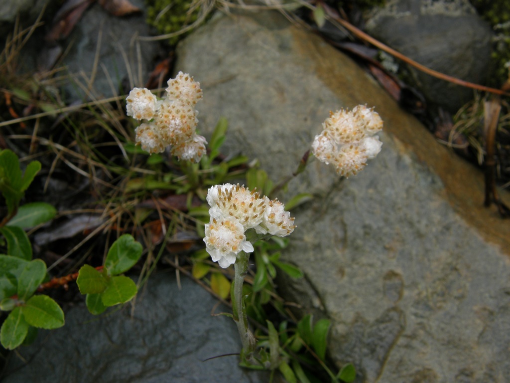 Изображение особи Antennaria dioica.