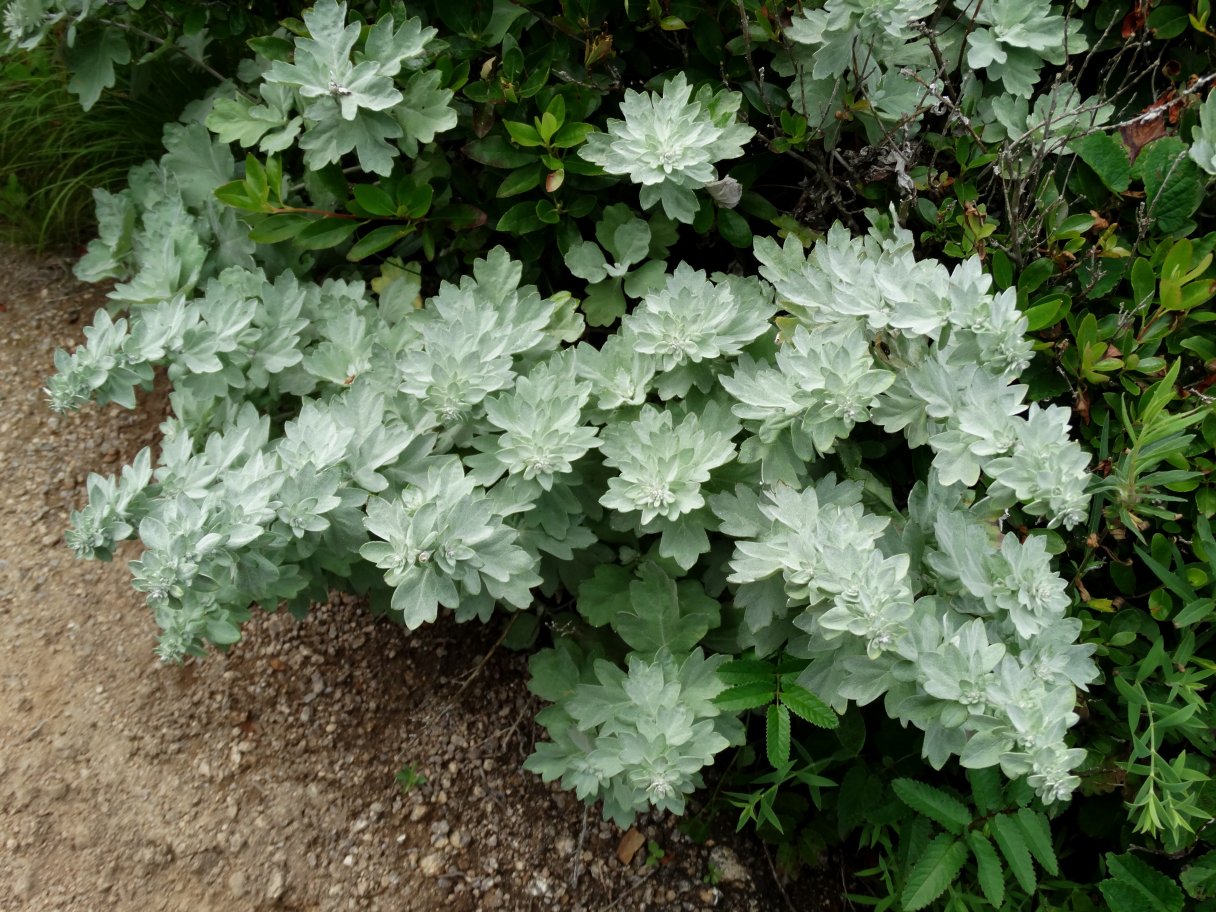 Изображение особи Artemisia saitoana.