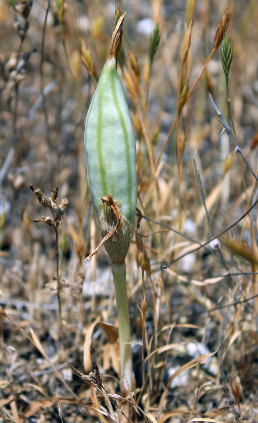 Image of Iris acutiloba specimen.