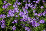 Geranium sylvaticum