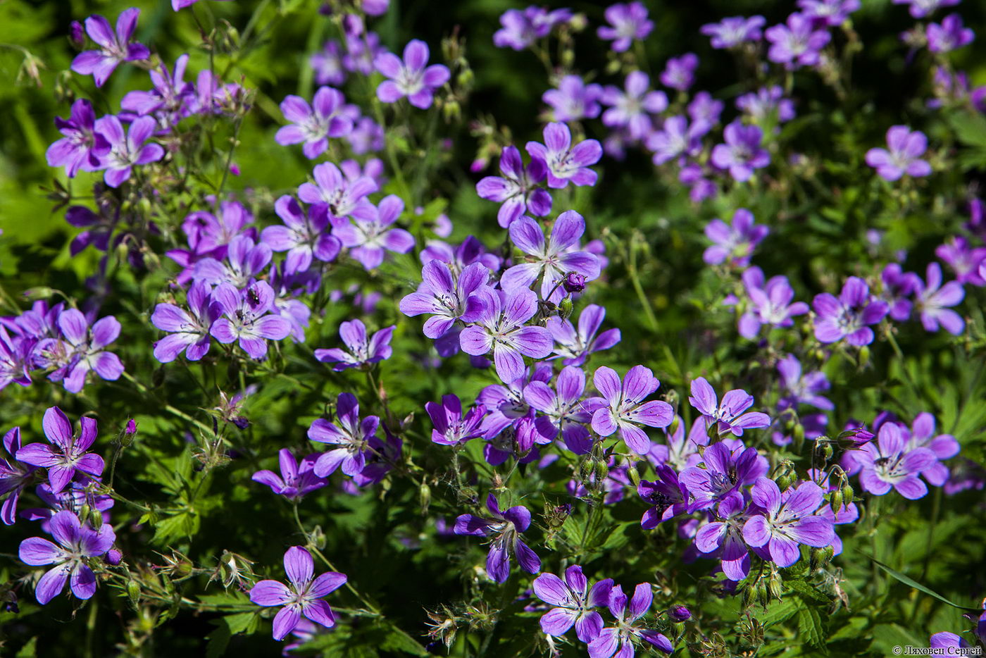 Изображение особи Geranium sylvaticum.