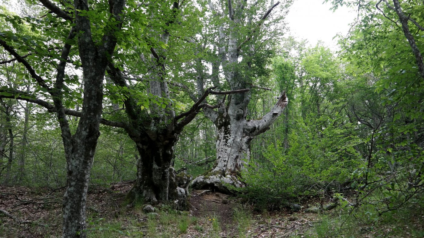 Image of Fagus &times; taurica specimen.