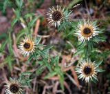 Carlina vulgaris