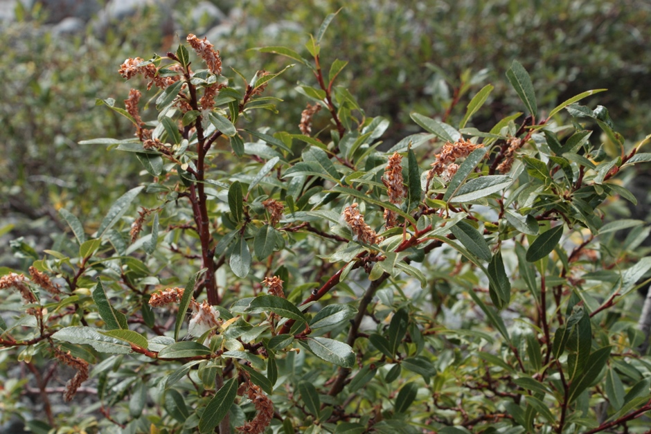 Image of genus Salix specimen.