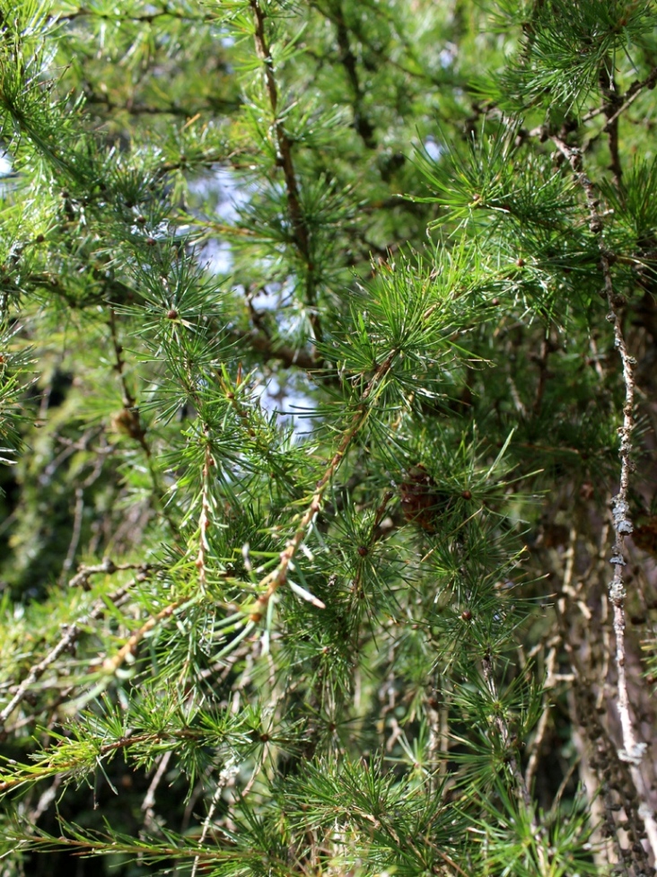 Image of Larix decidua specimen.