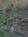 Atriplex micrantha