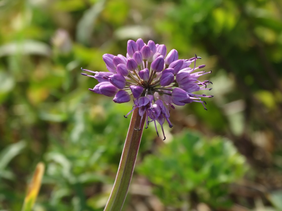 Изображение особи Allium spirale.