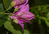 genus Bougainvillea