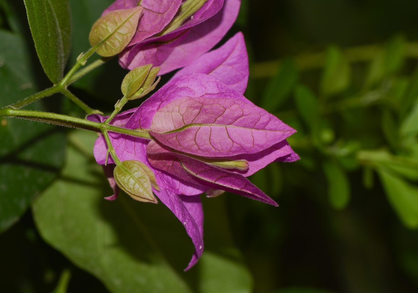 Image of genus Bougainvillea specimen.