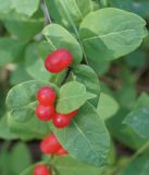 Lonicera chamissoi. Верхушка побега с соплодиями. Камчатский край, Елизовский р-н, горный массив Вачкажец, лесной участок. 18.08.2016.