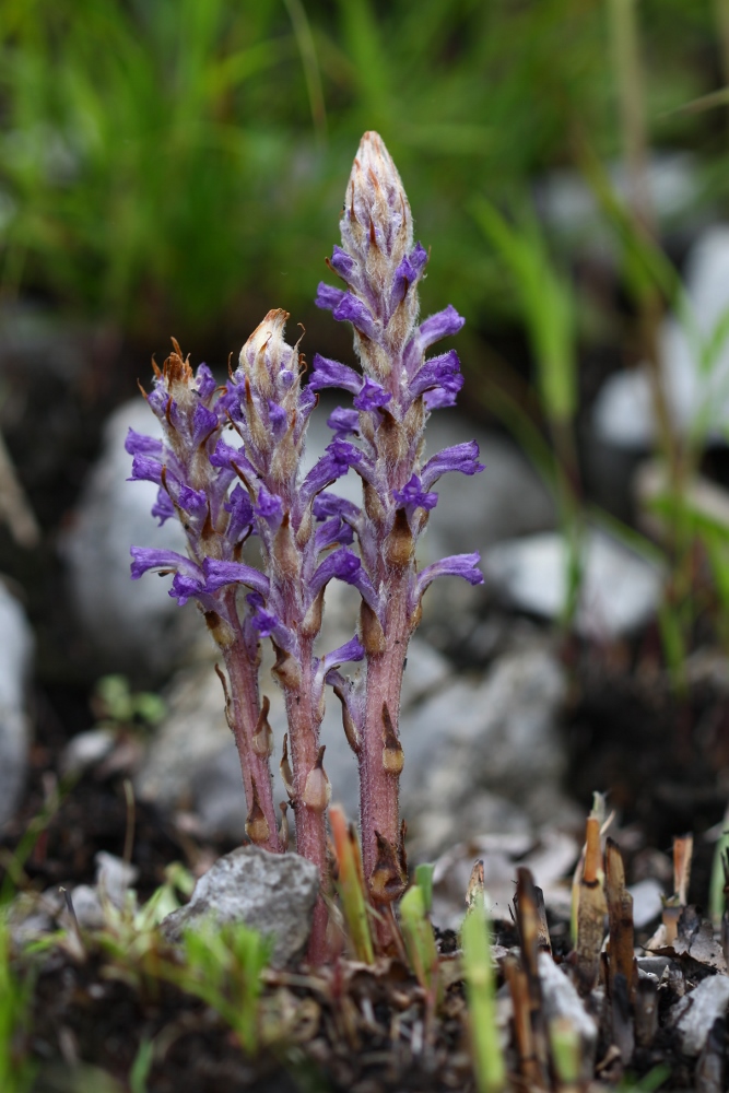 Image of Orobanche coerulescens specimen.