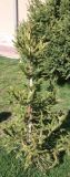 genus Picea