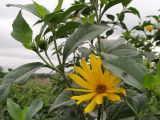 Helianthus tuberosus