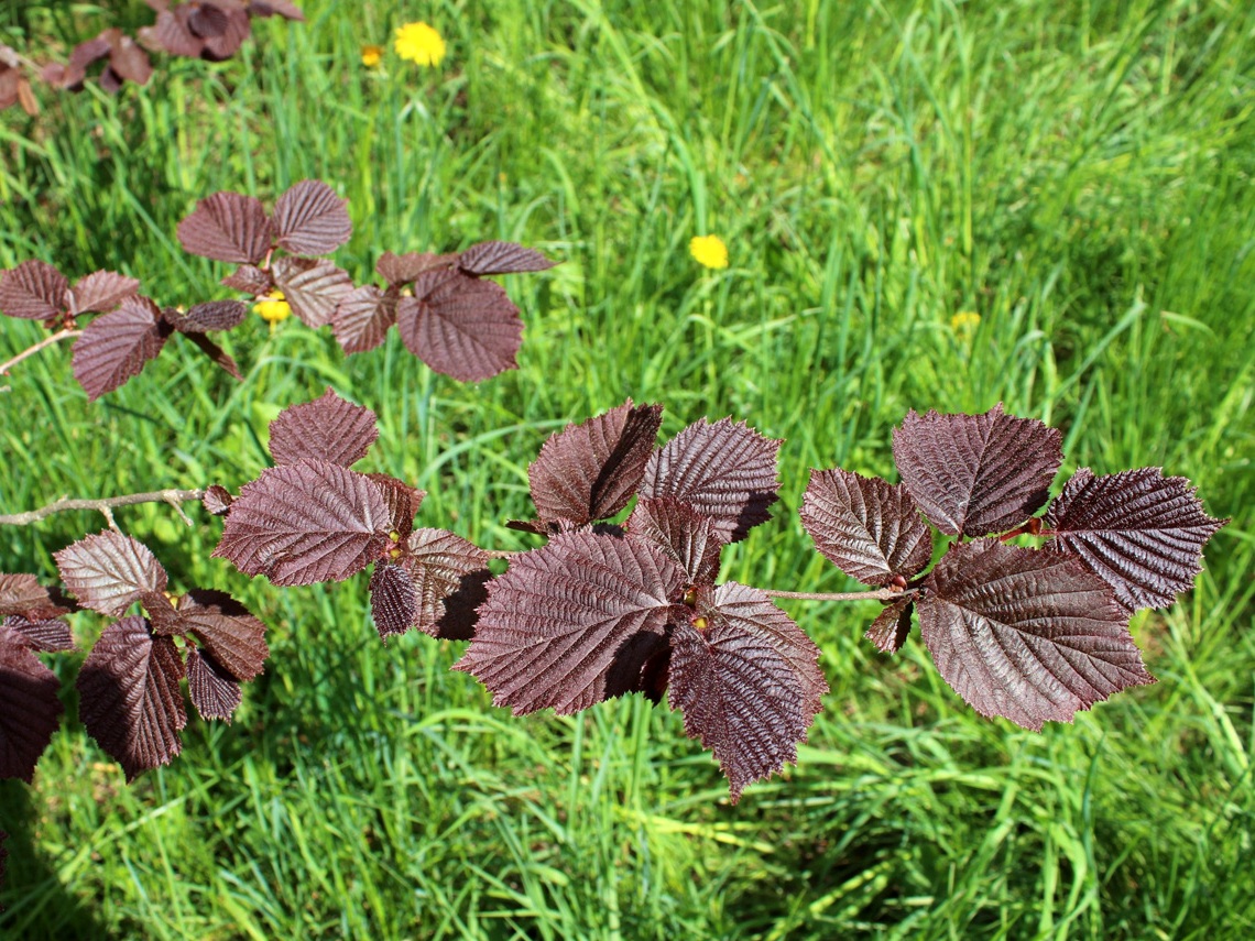 Image of Corylus avellana specimen.